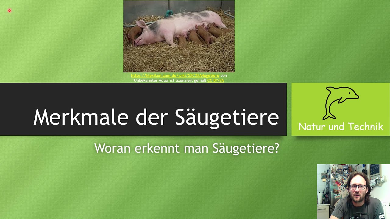 Merkmale der S&auml;ugetiere