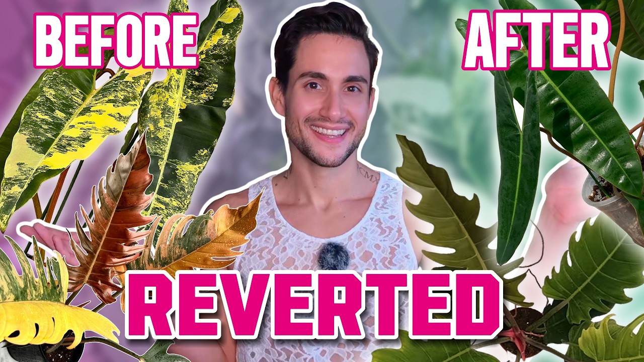 My Tissue Culture Plants Reverted… Here's How I Got the Variegation Back!