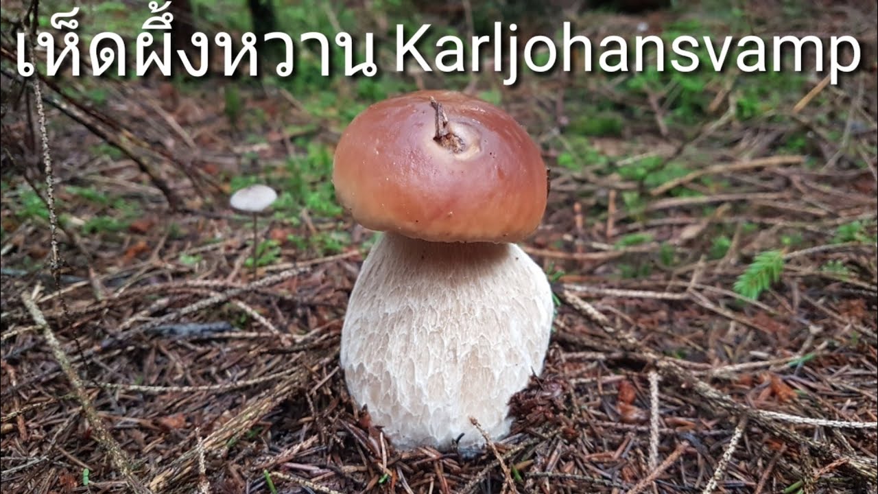 #สวีเดน เก็บเห็ดผึ้งหวาน หรือ Karljohansvamp ครั่งเเรกของปีนี้ #2019