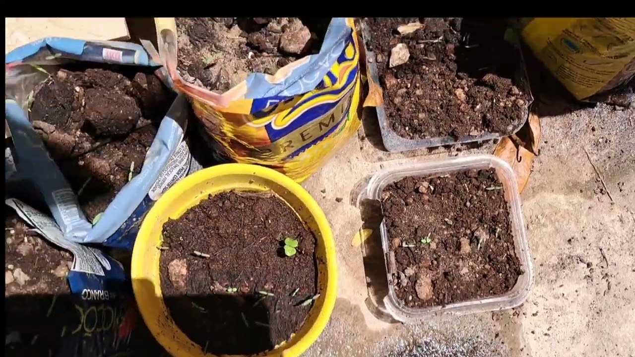 VEJA COMO ESTÁ FICANDO NOSSA MUDAS DE MANGA E OUTRAS VARIEDADES FRUTÍFERA.