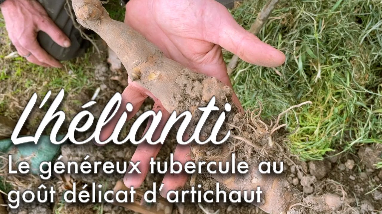 Cultiver la diversité au potager avec les héliantis.