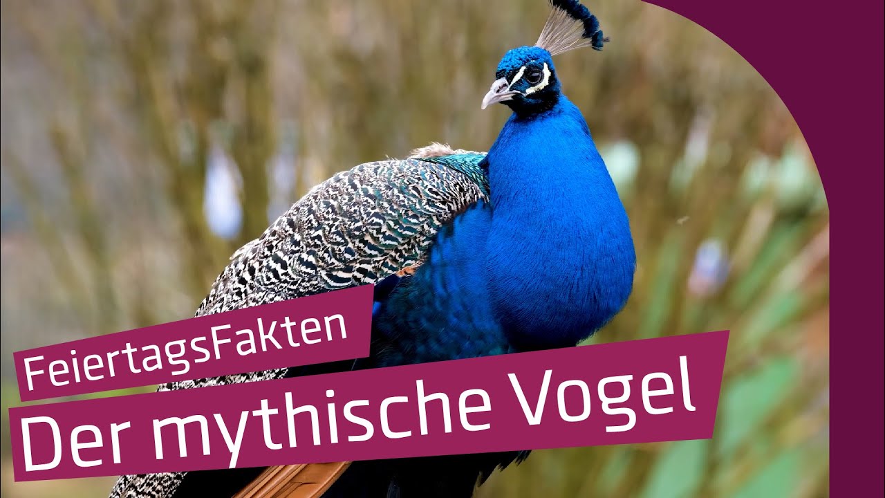 Feiertagsfakten: Der Libori Pfau