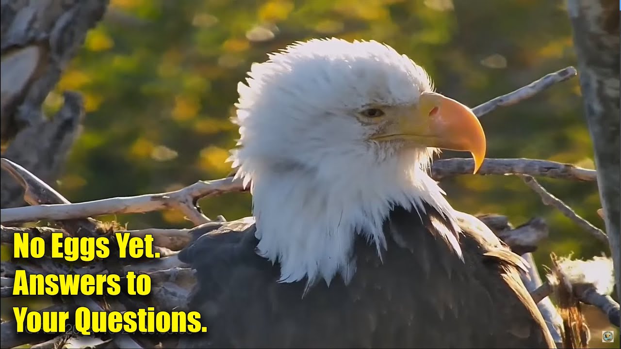 No Eggs Yet - Answers to Your Questions - Redding Eagles