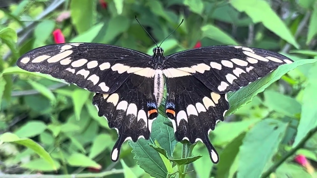 Giant Swallowtail Butterfly 🦋