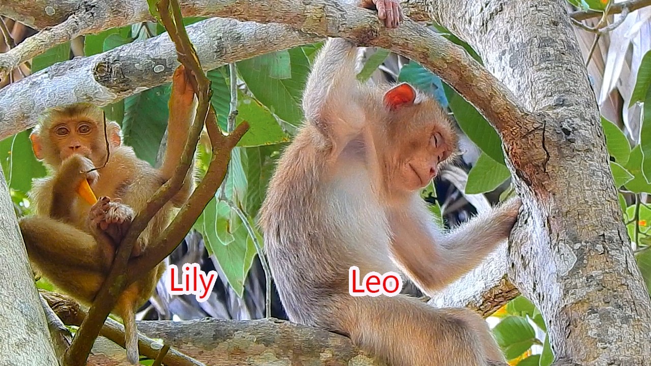 Little Lily & Leo lives in despair, waiting for Libby to return with her little brother Levi