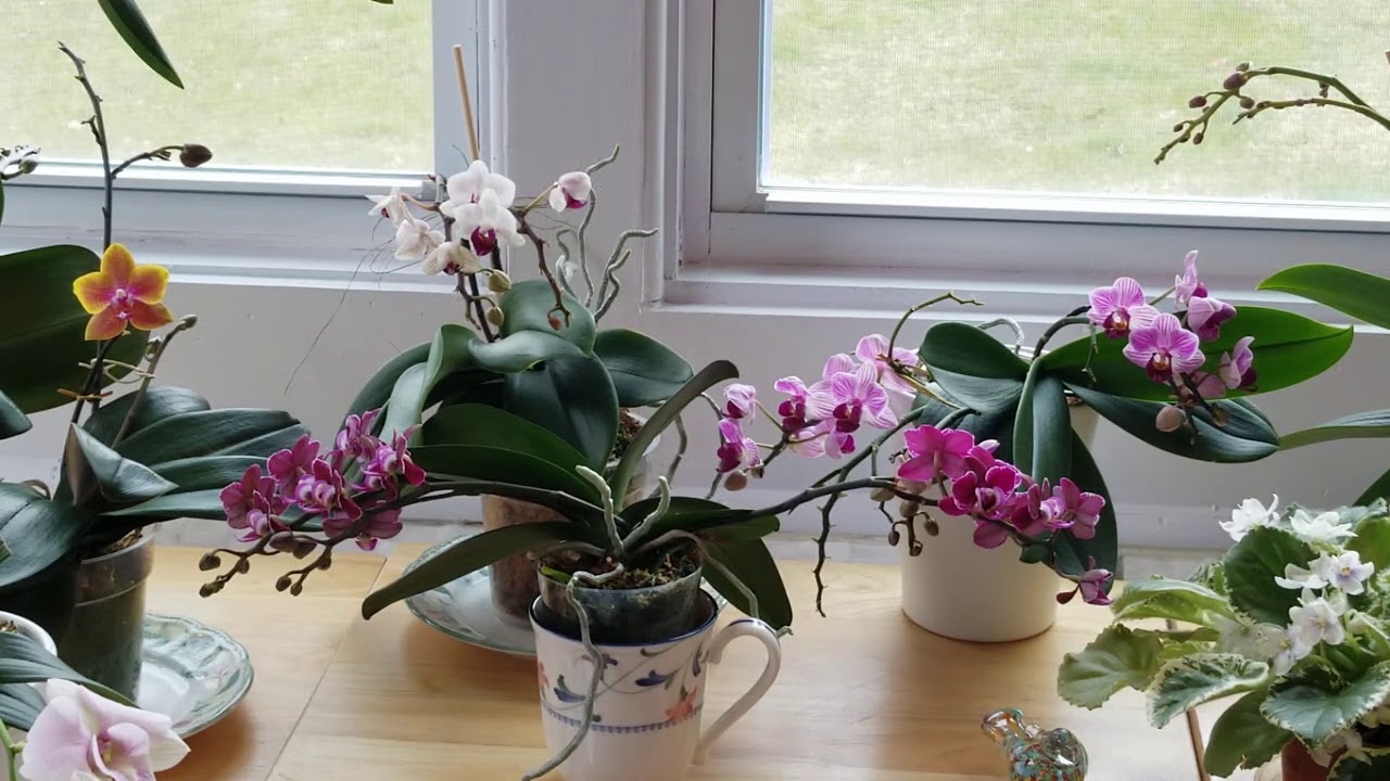 How To Get Your Orchids to Bloom (especially when they don't!)