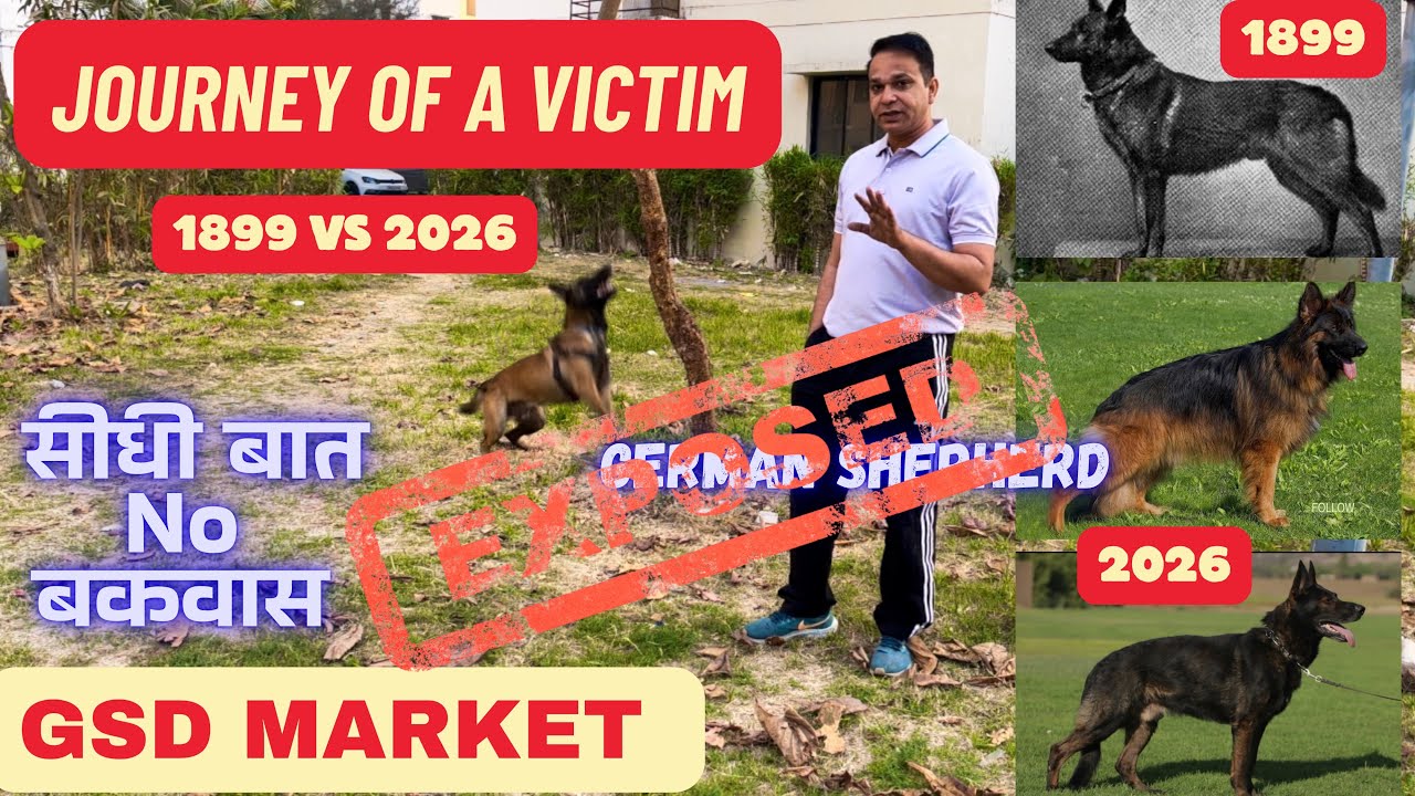 GERMAN SHEPHERD | MARKET EXPOSED |Journey Of A VICTIM | @UnscriptedlifeofAU @MalinoisLovers @TheGsd 