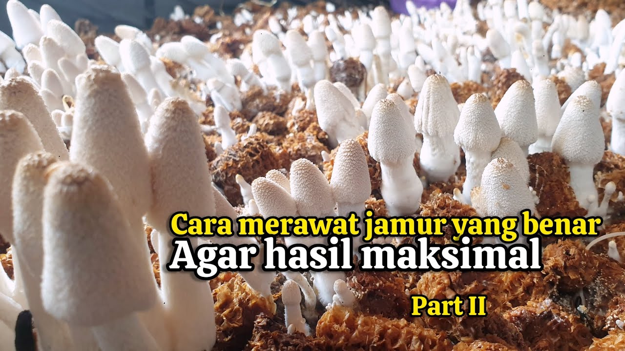 Coba pakai cara ini untuk merawat, Dijamin Jamur yang dihasilkan sesuai harapan |jamur janggel