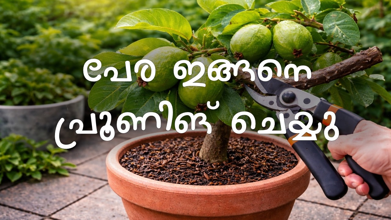 പേര പ്രൂണിങ് ചെയ്താൽ ഇങ്ങനെ ഫലം കിട്ടും | Guava Amazing Pruning Result VNR Guava #pruning #Guava
