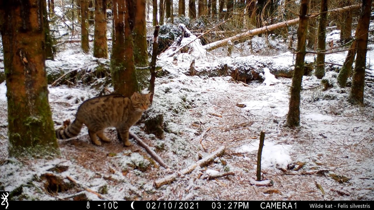 Wildcamerabeelden vanuit de Ardennen 16: Wilde kat, wasbeer, boommarter, wild zwijn, ree,...
