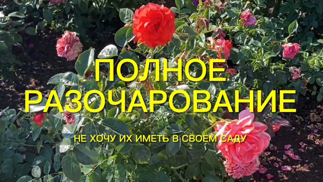 Розы . Не хочу их иметь в своём розарии. Полное разочарование.🌹🌹🌹