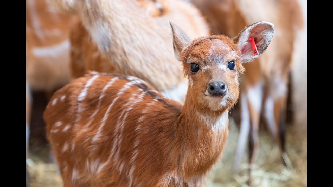 Baby boom w zoo - sitatunga