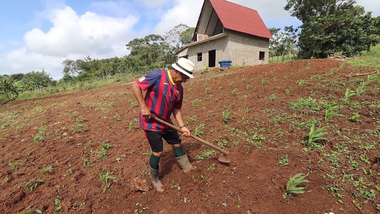LIMPANDO A ROÇA DE MILHO + PESCANDO NO POÇO PARA ABASTERCER O TANQUE-REDE