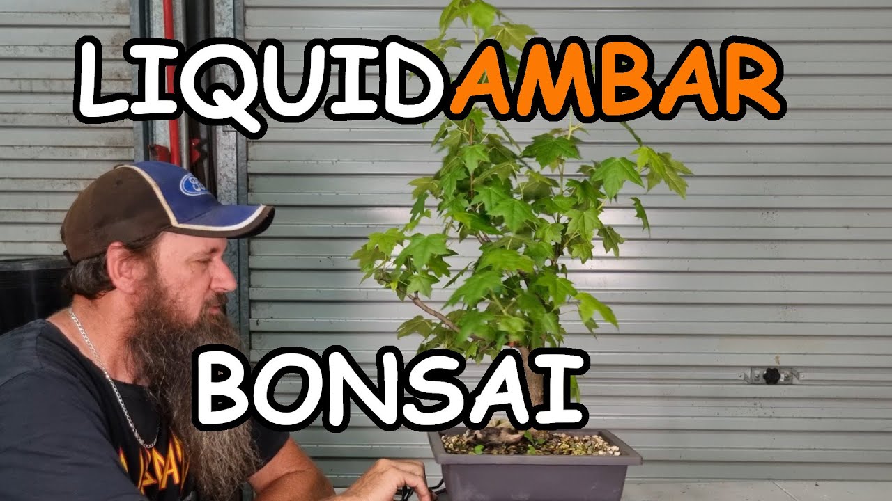 Liquidambar Bonsai Development Pruning
