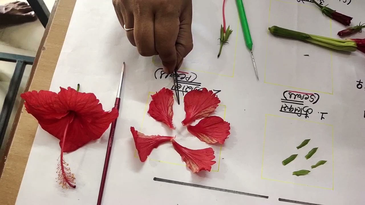 Hibiscus flower dissection practical work for All classes।