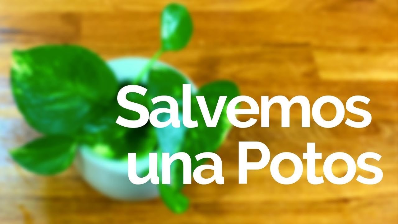 Salvemos una Potos Parte 1 (EN VIVO) - Plantas de Interior