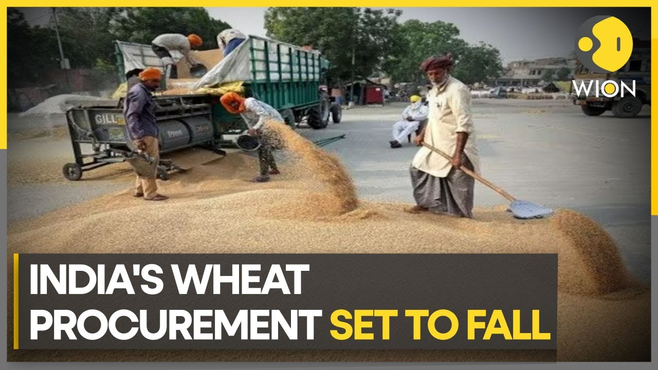 India's Wheat Procurement Plunge: Falling 20% Below Estimates | WION Climate Tracker | English News