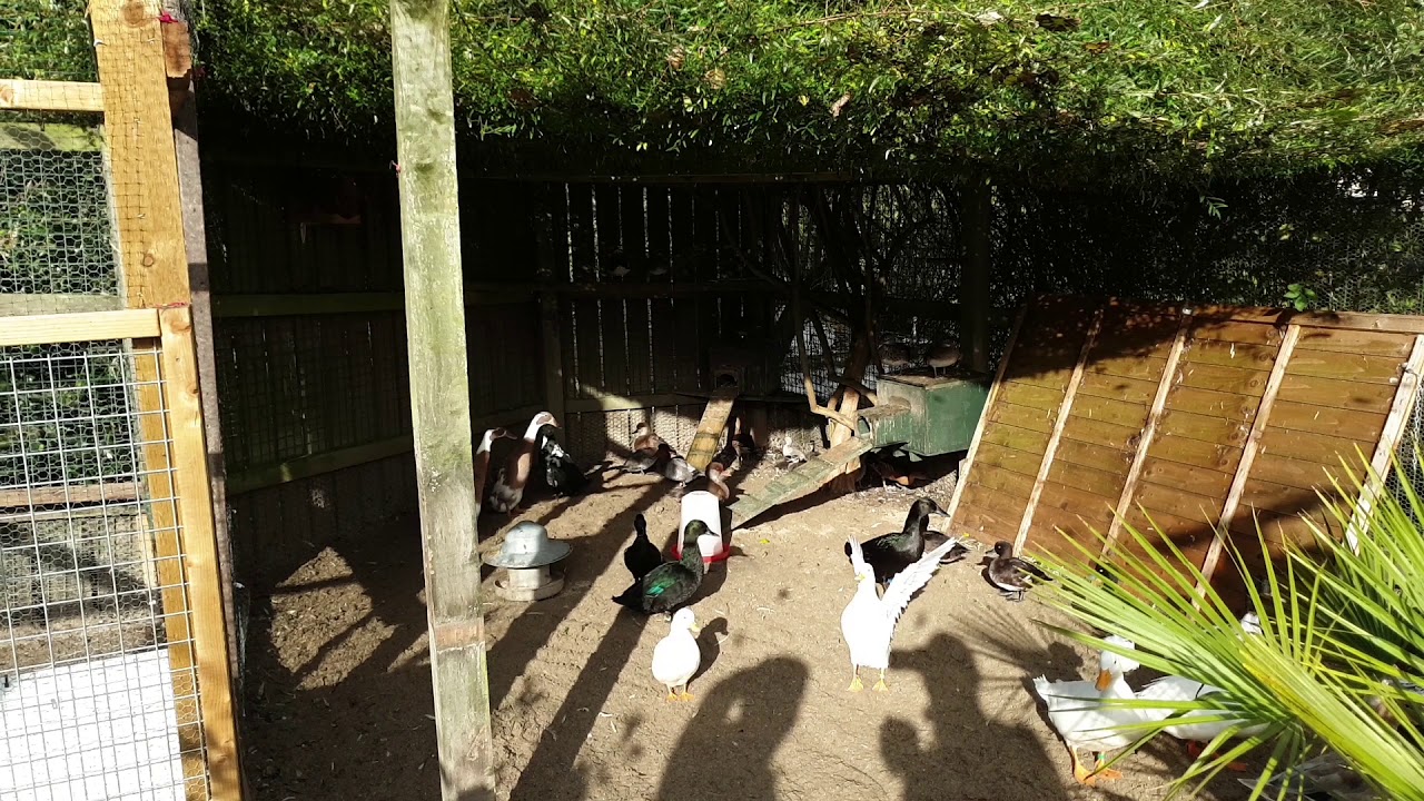 Dawlish Ducks - Behind the Scenes at the Dawlish Waterfowl Centre
