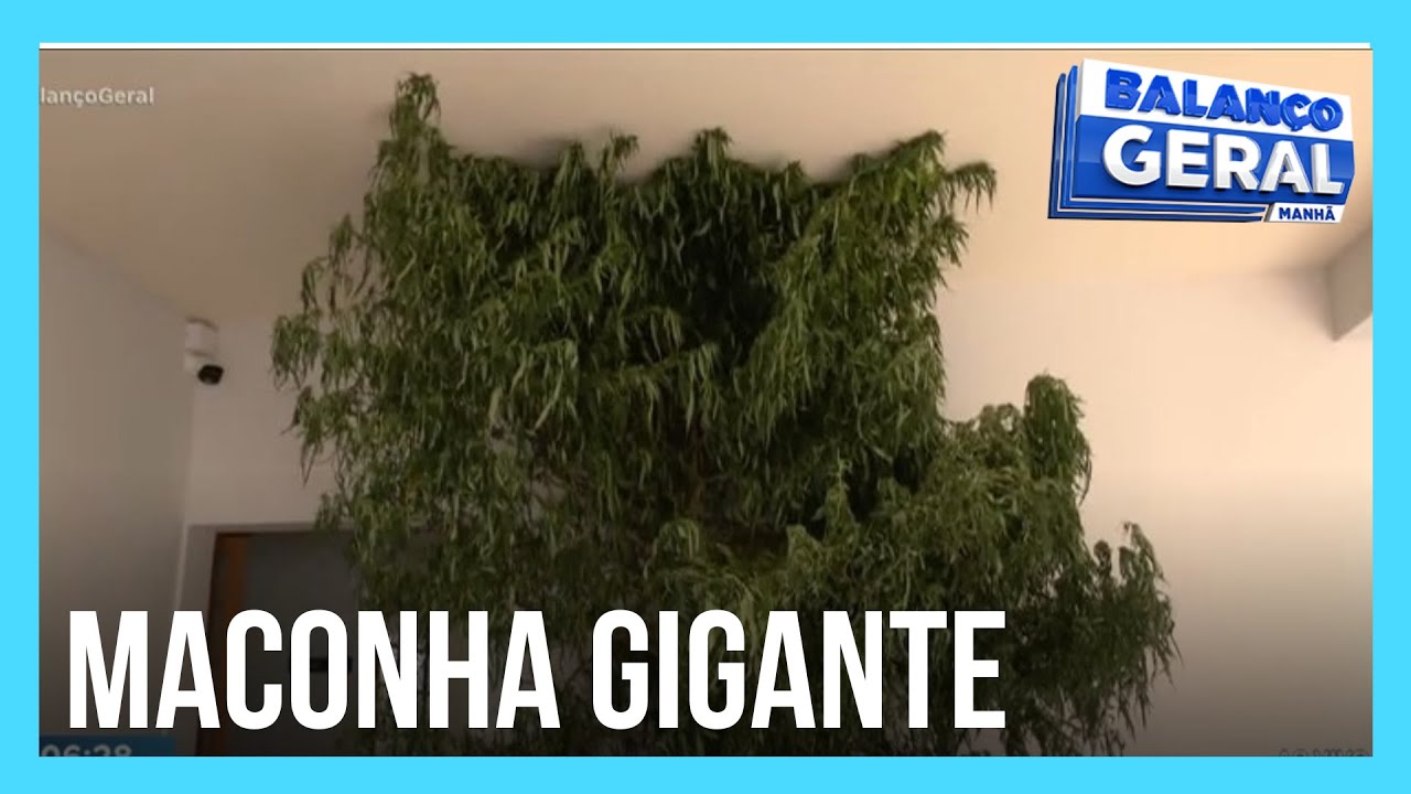 Polícia encontra pé de maconha gigante em casa no interior do Paraná
