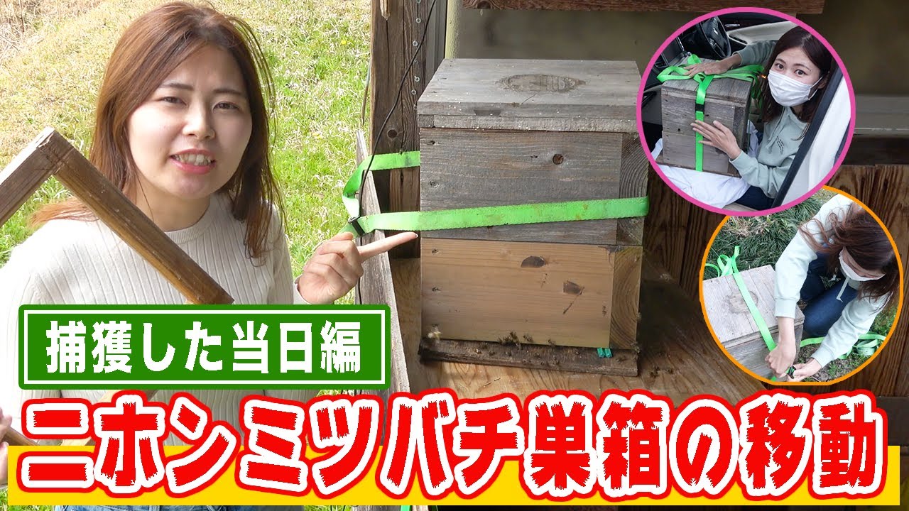 ニホンミツバチ巣箱の移動方法〜捕獲した当日編〜