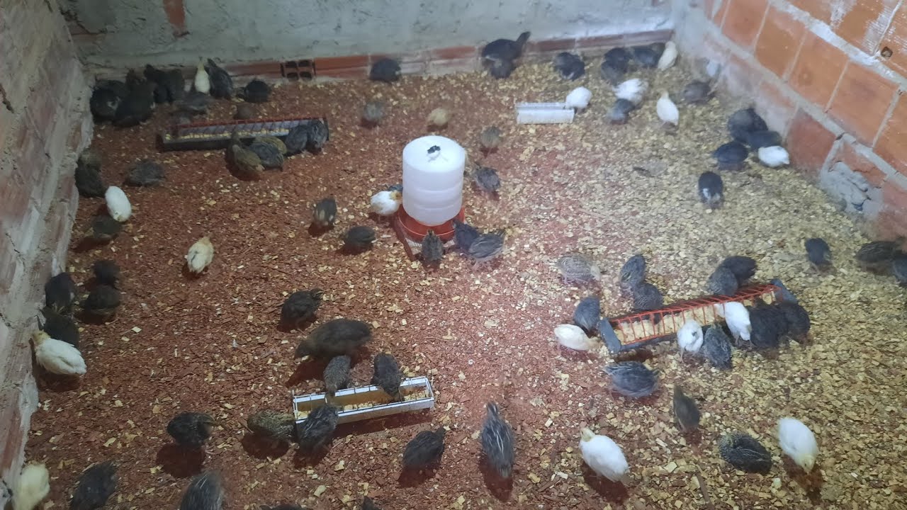 Tem como criar codorna soltas no chão livre de gaiolas #redaextra #sustentável #aves #codorna