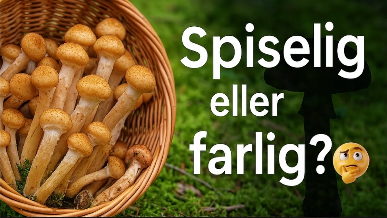 Honningsopp – spiselig eller farlig? Alt du må vite i Norge!