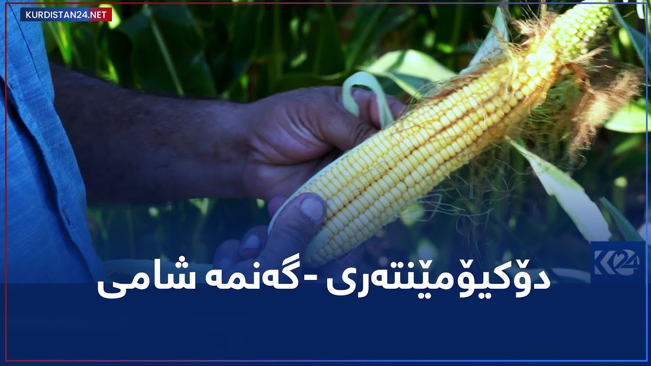 دۆکیۆمێنتەری -گەنمە شامی