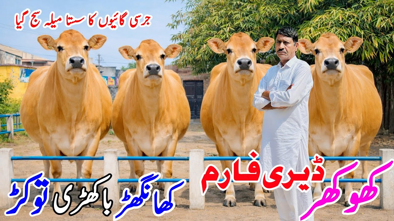 2️⃣ Khokhar Dairy Farm Punjab | Beautiful Jersey & Friesian Cholistani Cross Cows for Sale