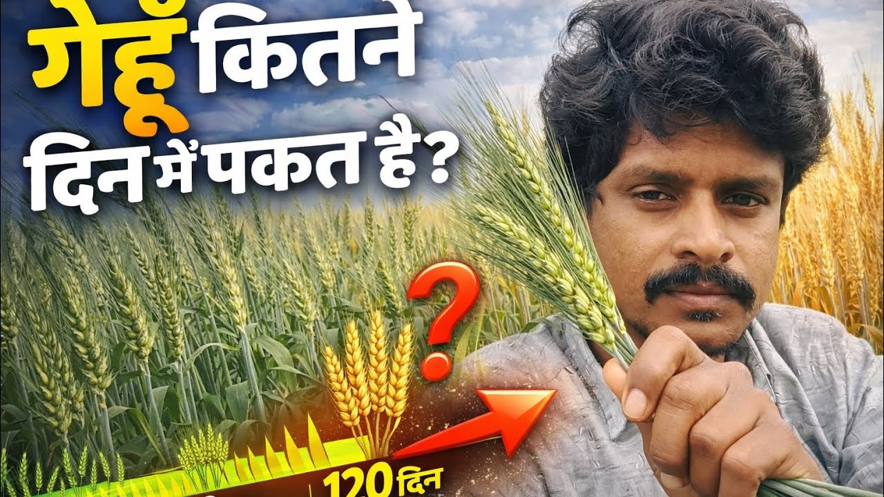 🌄🌻 सुनहरी बालियों का सपना: गेहूं🌾🌏#gehun#kheti#wali