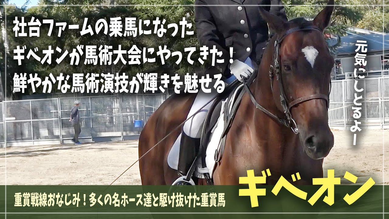【ギベオン】元気な姿を見れて安堵！引退後も馬術大会で頑張る重賞馬ギベオン【障害馬術大会】