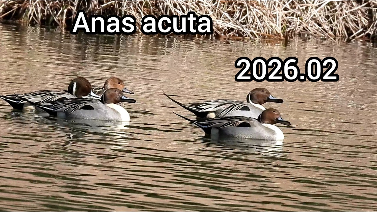 オナガガモ (Anas acuta) / Northern pintail / 公園のカモ じゅん菜池緑地 / 2026年2月