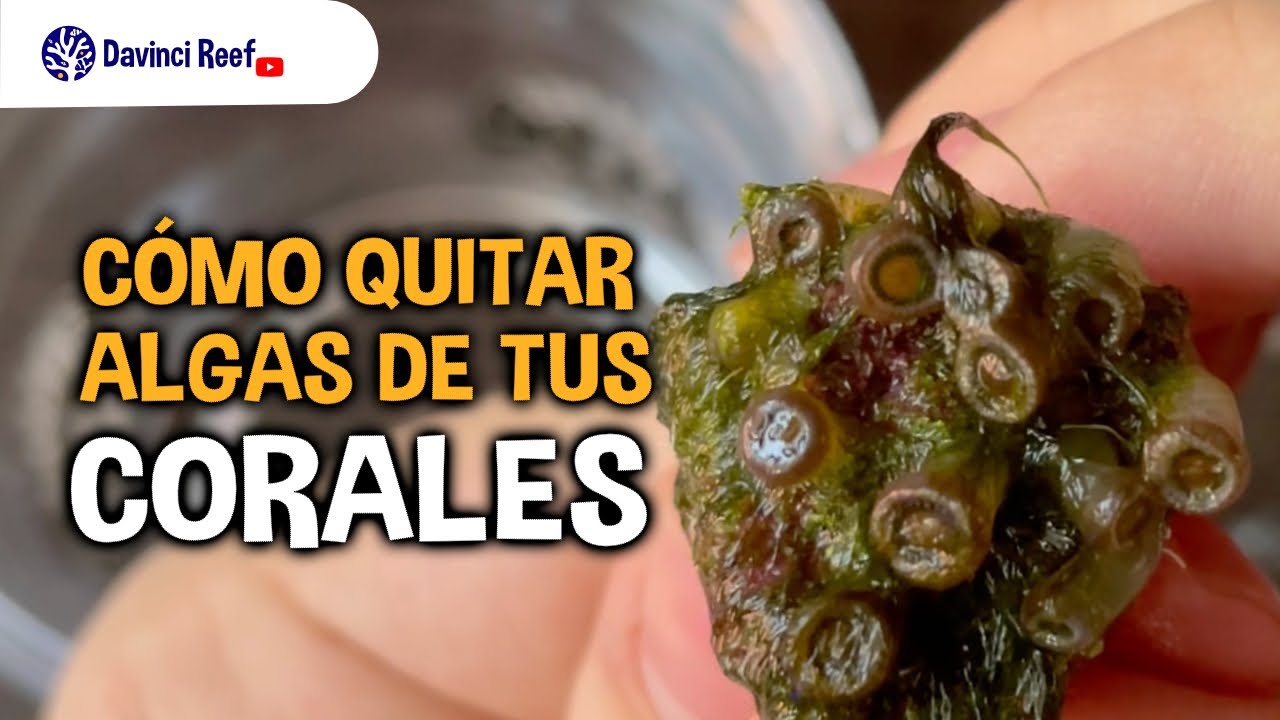 Cómo quitar algas filamentosas 🌱 de tus corales y frags en tu acuario marino 🐠