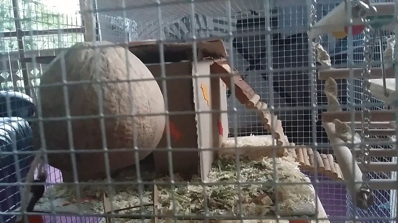 Mäuse Cage tour 🐭🐁🌻