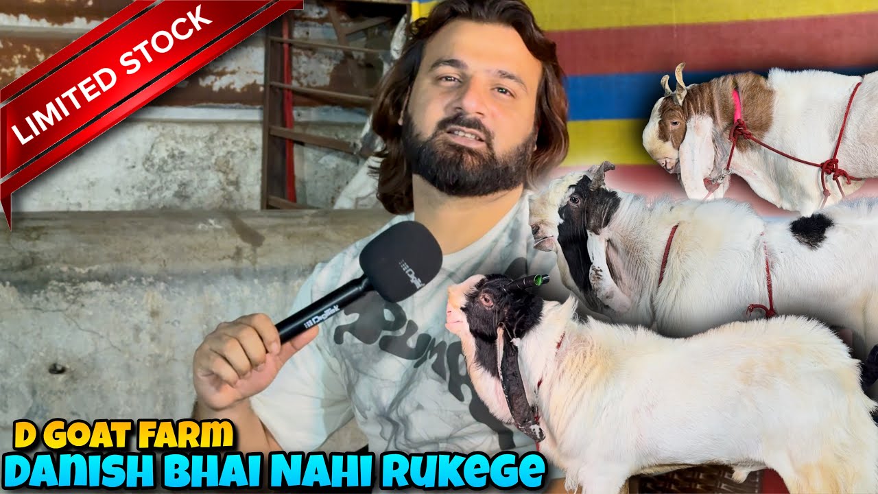 Серия «Рамадан Дхамака» от D Goat Farm | Будут показаны только крупные и красивые козы🤩