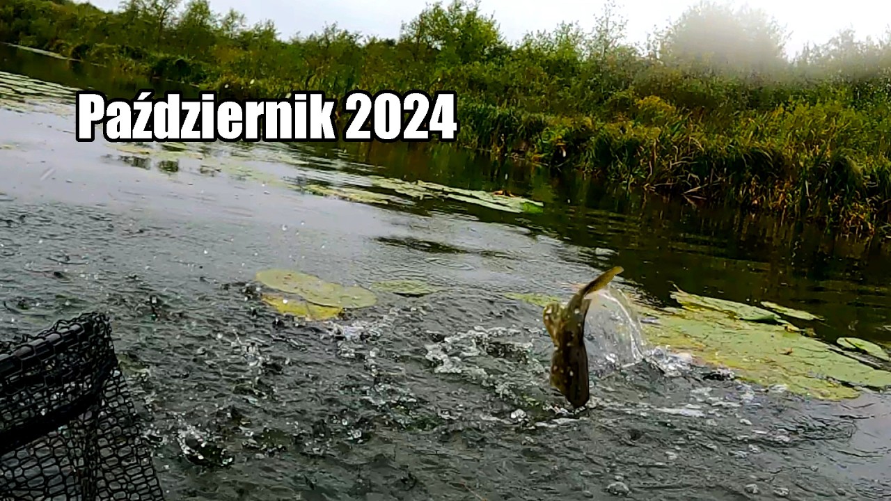 Najlepsze Brania Ryb Październik 2024 - To był najlepszy czas na Spinning!