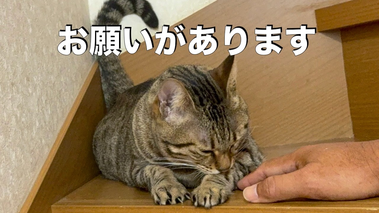 お願いばかりで申し訳ないのですが支援のお願いできないでしょうか。