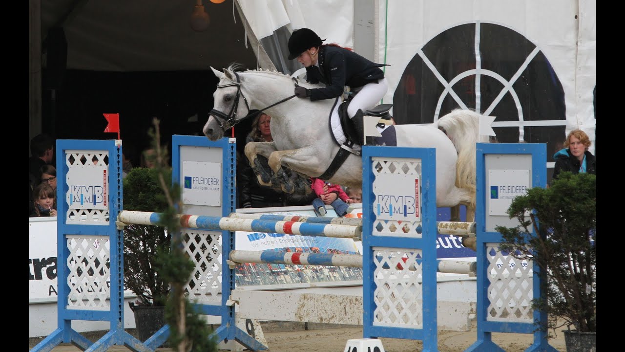 Al Ashar Vollblutaraber L-Stil Springen - Arabian Horse - Show Jumping