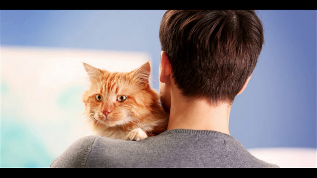 ПОДКАСТ «Второе свидание: Обновление»: Пропавший кот, пропавший парень