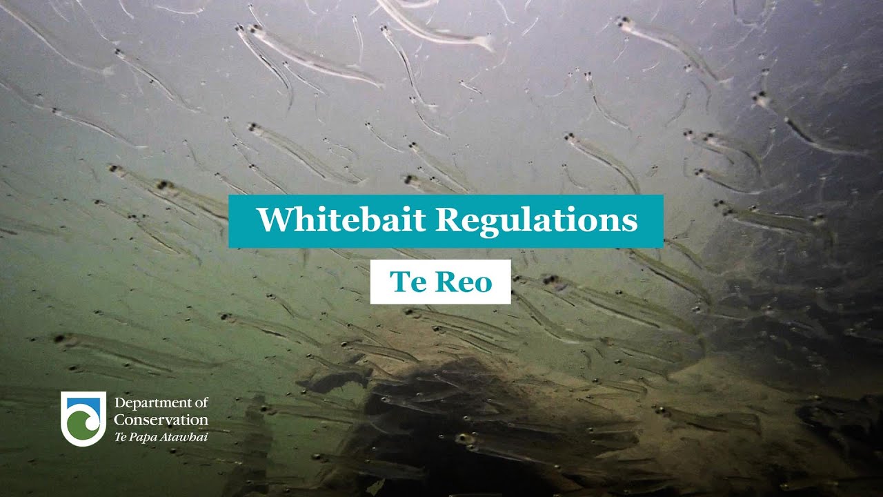 Regulations for Whitebaiting Te Reo