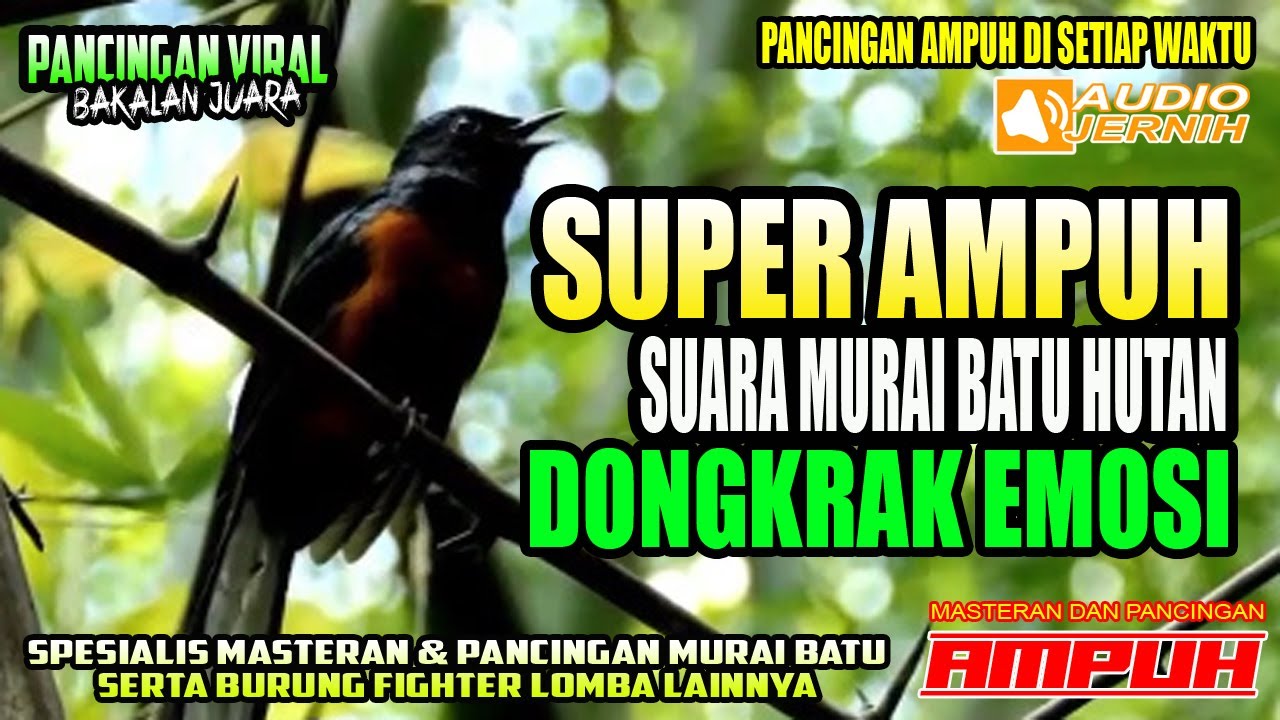 TERNYATA MURAI BATU HUTAN AMPUH DONGKRAK EMOSI LAWAN