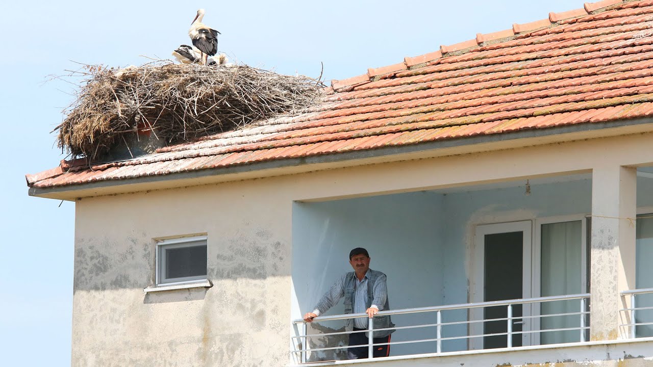 5 kişinin yaşadığı binanın çatısında, 7 yuvada 25 leylek bulunuyor