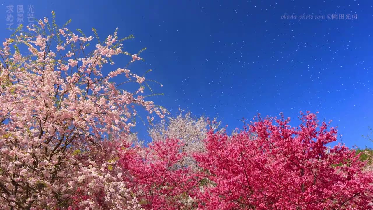20250419 0421 0422 桜吹雪 独鈷山千本桜
