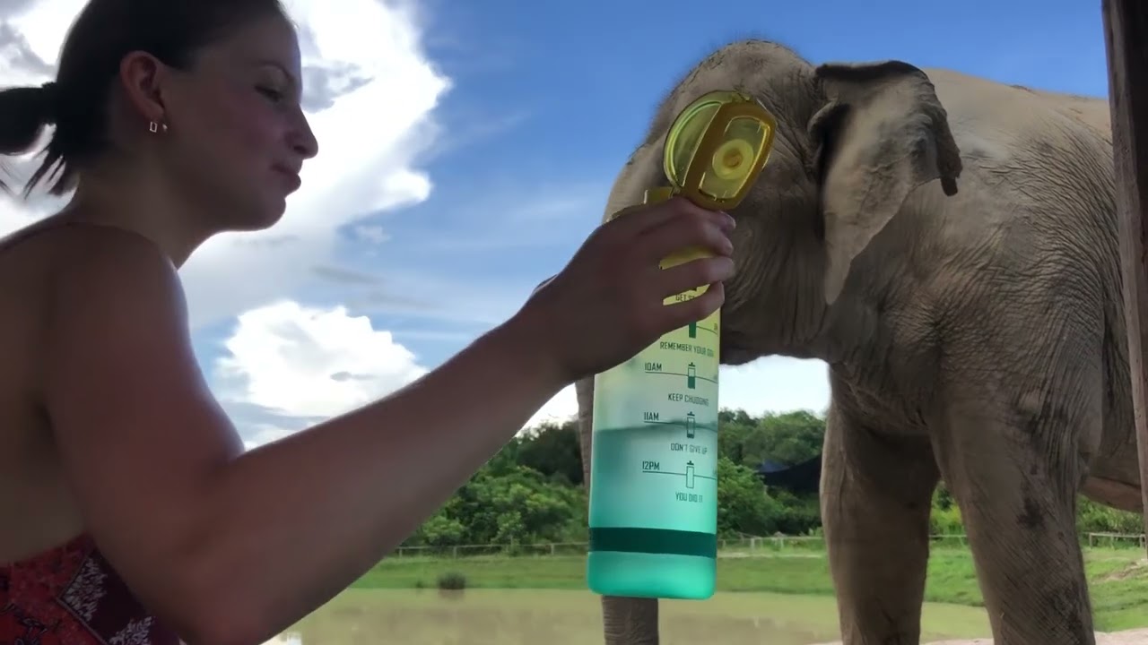 Best friend Chi Mean and Chi Ole happy to share their food 🐘❤️