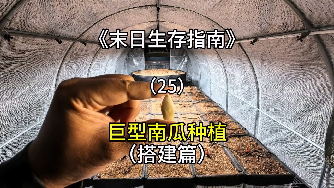 1000多斤的南瓜真的能种出来吗？！末日还要什么口感？我要产量！产量！！#室内农场 #生态循环 #末日生存 #巨型南瓜 【刘惟与】
