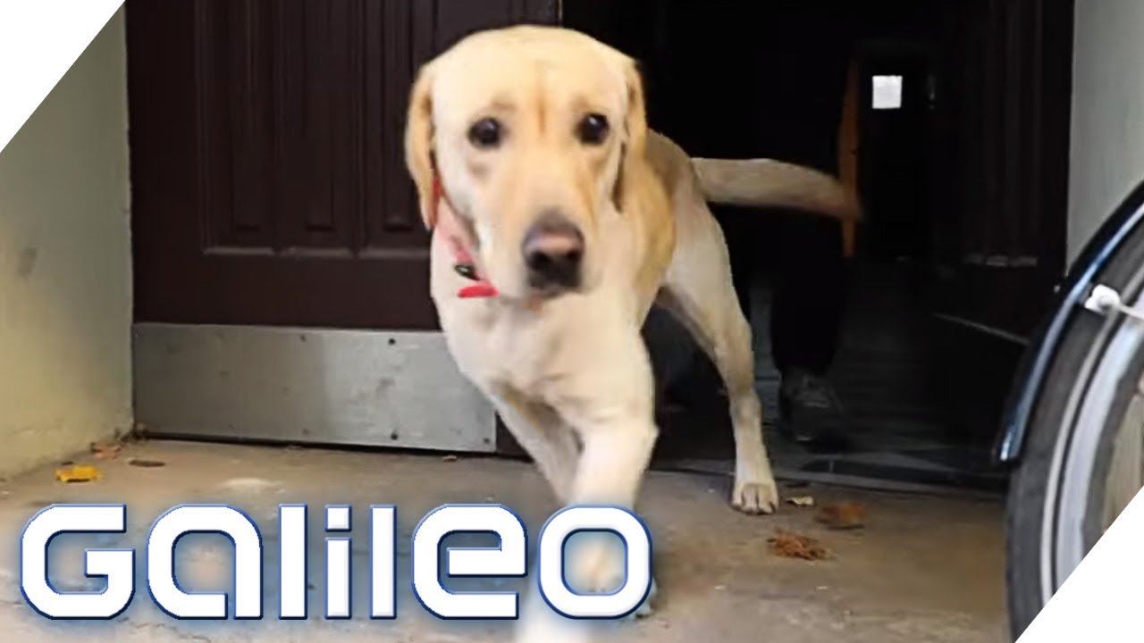 Hunde müssen an die Leine! Macht der Leinenzwang Sinn? | Galileo | ProSieben