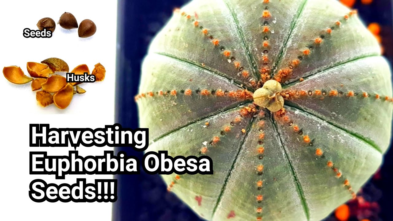 Euphorbia Obesa - Harvesting Seeds