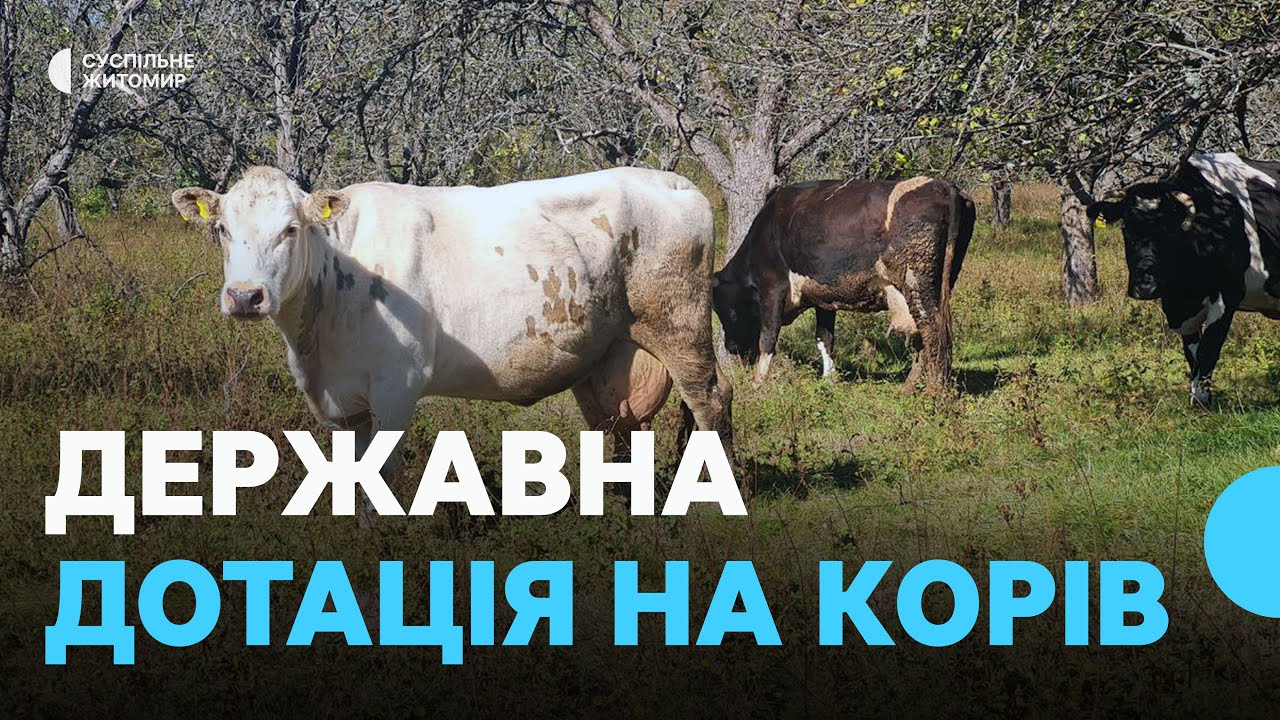 Державна дотація на корів, кіз і овець: умови виплат за тварин на Житомирщині