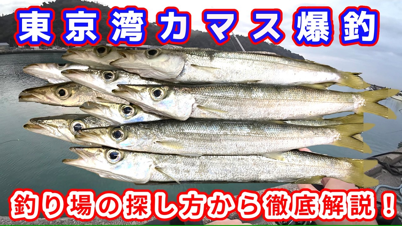 【千葉】冬の風物詩、爆湧カマスを釣るための方法を釣り場所の選定から徹底解説！ #釣り #館山 #東京湾 #カマス #ワーム #千葉