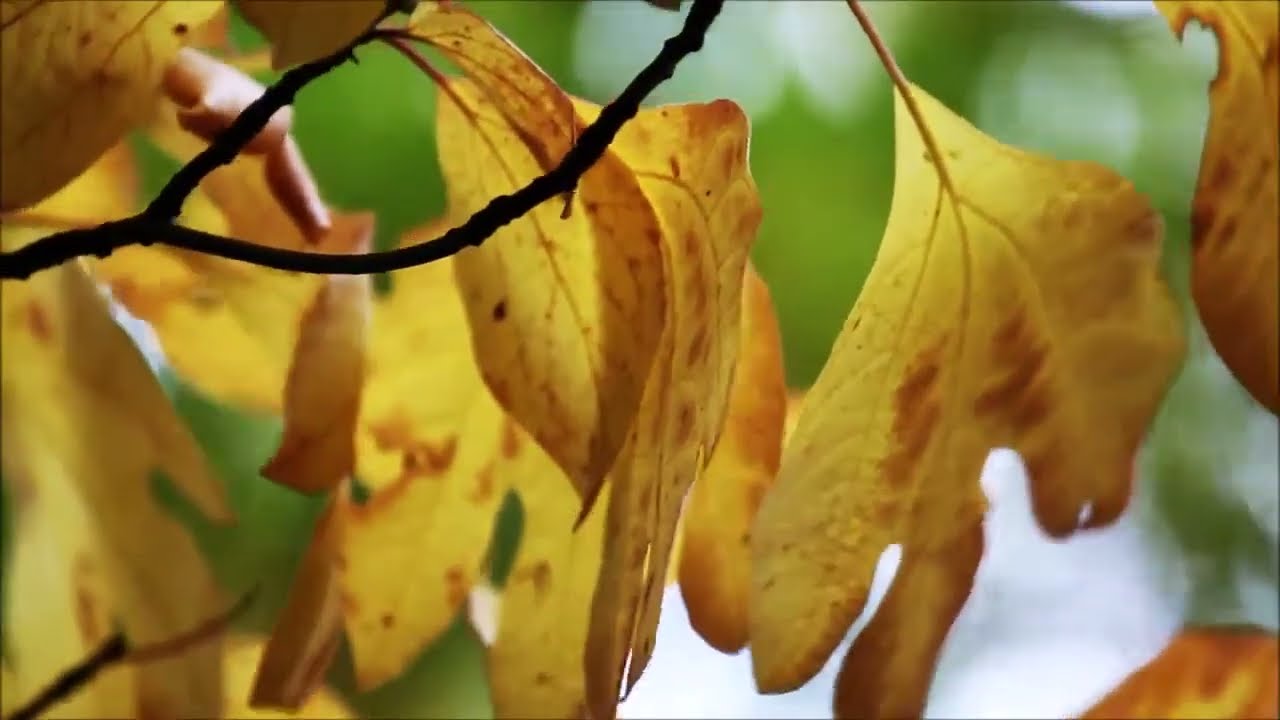 Möge die Straße uns zusammenführen (Improvisation)