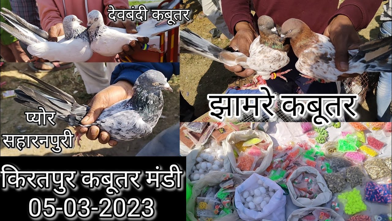 Kiratpur Kabootar market jila Bijnor utterpradesh itwar ke din lagta h bazar #pigeon 05-03-2023